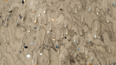 Wet sand with shell at beach coastline texture background. summer conceptの写真素材