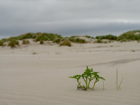 Close-up image of a natural sculpture of sand shaped by wind and waterの写真素材
