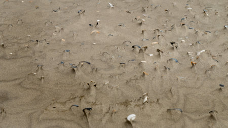 Wet sand with shell at beach coastline texture background. summer conceptの写真素材