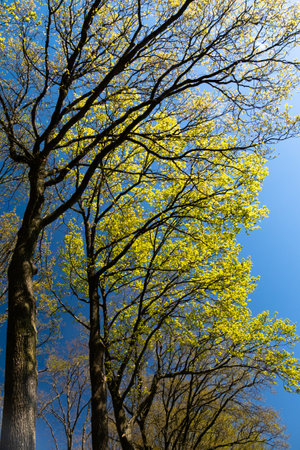 Green trees standing in the blue sky, sunlight peaking true. Green and blue collorsの写真素材