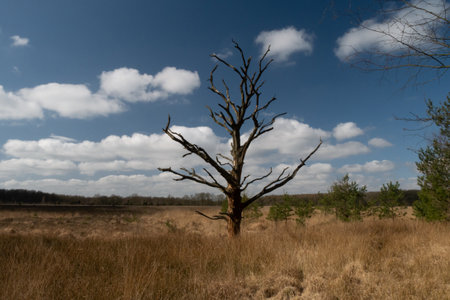 Tree, Free standing Birch on heather. Dutch heather, Veluwe is covered with moor-grass because of climate change. Standing alone in the sun.の写真素材