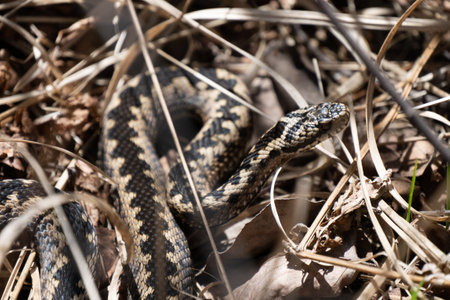 Brown european viper in the grass, black viper, european viper close upの写真素材