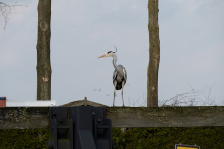 A grey heron perched on a wooden pole in the water. Windy cold weather blue grey sky in the netherlandsの写真素材