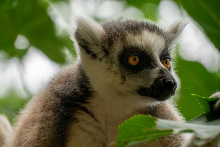 Ring- tailed lemur ( lemur catta) close up. wildlife madagaskar.の写真素材
