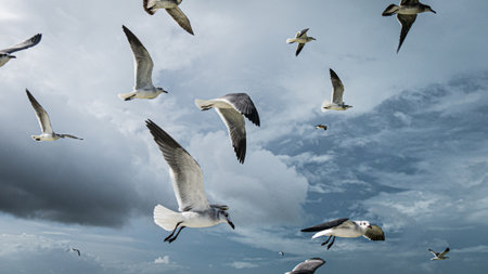 seagulls flying in the blue cloudy sky with sunbeems, going forwardの写真素材