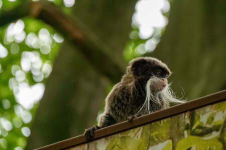 Emperor Tamarin looking sat in tree amongst leaves, Saguinus imperatorの写真素材