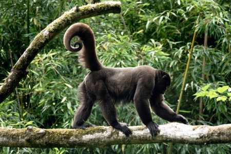 Brown or Common woolly monkey, Lagothrix lagotricha, single mammal on branch, Brazilの写真素材