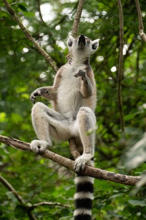 Ring-tailed lemur (Lemur catta) close up. wildlife madagascar.の写真素材