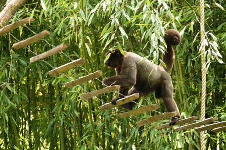 Brown or Common woolly monkey, Lagothrix lagotricha, single mammal on branch, Brazilの写真素材