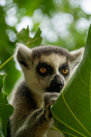 Ring-tailed lemur (Lemur catta) close up. wildlife madagascar.の写真素材
