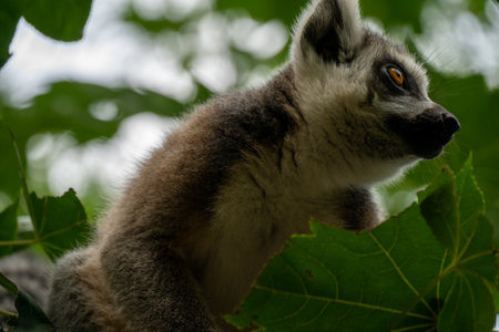 Ring-tailed lemur (Lemur catta) close up. wildlife madagascar.の写真素材