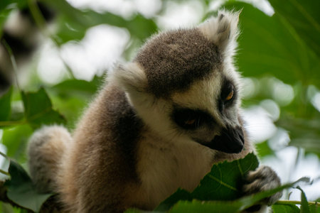Ring-tailed lemur (Lemur catta) close up. wildlife madagascar.の写真素材