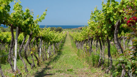 Vineyard with a beautiful background of the sea. summer in italyの写真素材