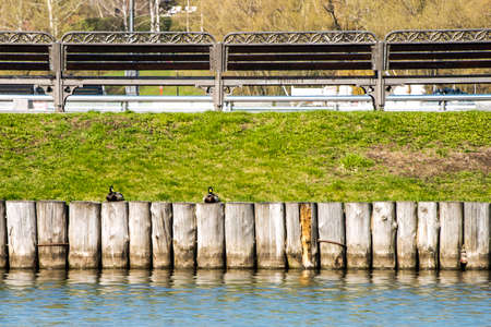Duck on a wooden fence in the pond. Beautifull picture with ducks.の写真素材