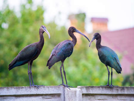 The Plegadis falcinellus bird. (Threskiornithidae). Glossy Ibis in wildlife. Unusual african wading bird.の写真素材