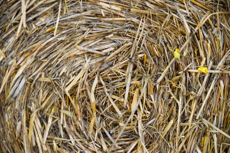 Round bale of straw close-up