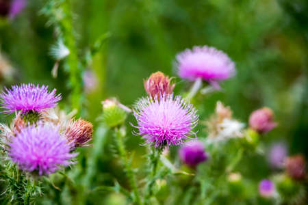 Field with Silybum marianum (Milk Thistle) , Medical plants.の写真素材