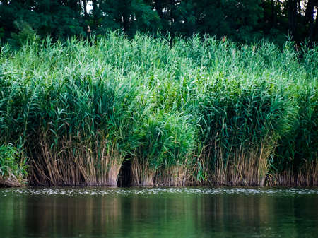 Green reeds are growing close to the river in spring.Quiet atmosphere.の写真素材