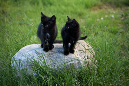 Black kittens on the stone in the green grass background. Black kitten outdoors.の写真素材