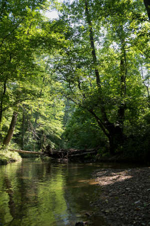 River deep in mountain forest. Nature composition. Mountain river flowing through the green forestの写真素材