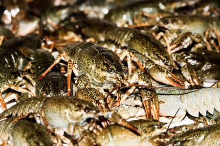 Alive crayfish isolated on white background, live crayfish closeup, fresh crayfish. Beer snacks, river crayfish.の写真素材