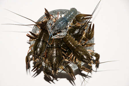 alive crayfish isolated on white background, live crayfish closeup, fresh crayfish. Beer snacks,...