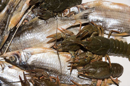 Dry fish and alive crayfish on white background. Dead dry salty fish and alive river crayfish -...
