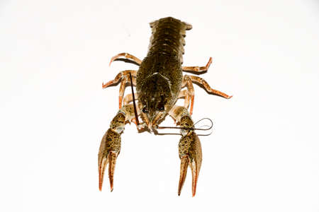alive crayfish isolated on white background, live crayfish closeup, fresh crayfish. Beer snacks, river crayfishの写真素材