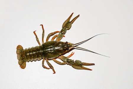 alive crayfish isolated on white background, live crayfish closeup, fresh crayfish. Boiled red crayfishes on a white dish. Brotherhood of red crawfish, Boiled crawfish with dill, Cancers to beer, dill, boiled crawfish, beer snacks, sea crayfish,Beer with の写真素材