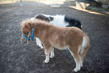 Mini dwarf horse in a pasture at a farm. foal mini horse.の写真素材