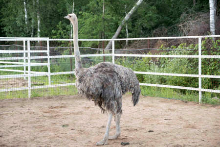 Ostrich with dry arid landscape and trees on the backgroundの写真素材