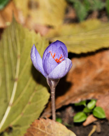 Violet Colchicum autumnale (autumn crocus, meadow saffron, naked lady). Autumn leaves on the ground.