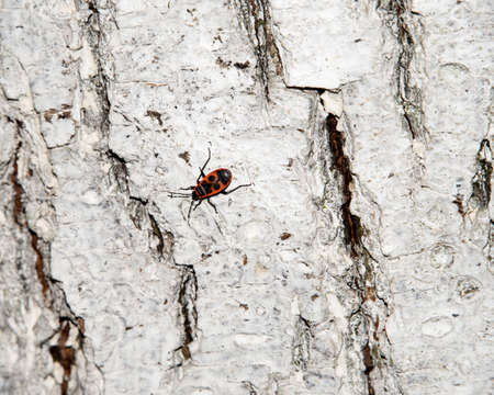 Bedbug-soldier on a tree trunk, red-black beetle. Whitening the bark of the old cracked wood for background and texture.の写真素材