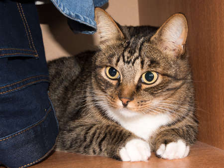Cat portrait close up, only head crop, cat in light brown and cream looking with pleading stare at the viewer with space for advertising and text, cat head. Beautiful cat.の写真素材