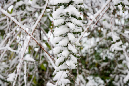 branch under heavy snowの写真素材