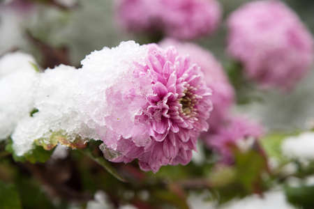Flowers in the winter garden. Flower under snow.の写真素材