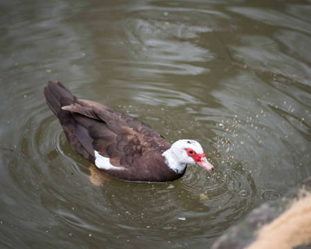 Birds in wildlife. View of a duck bird in park. beautiful mallard duck in the water.の写真素材