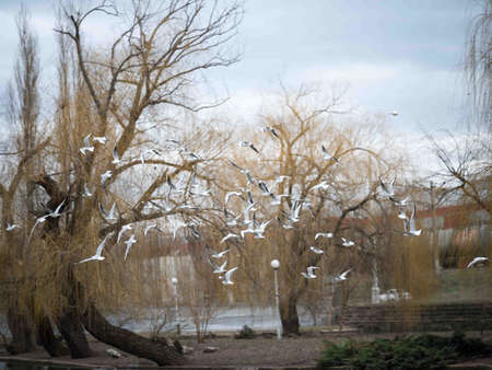 Seagull flying in the sky. Ring billed gull in flightの写真素材