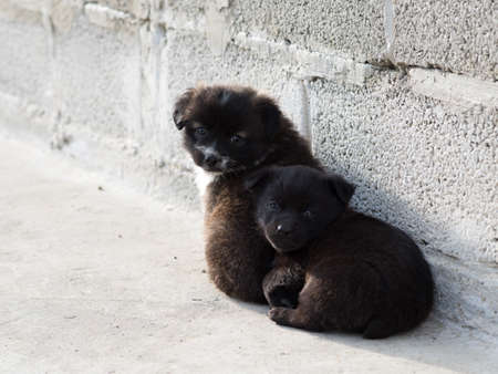 Very cute black puppies. Beautiful puppies. little puppies.の写真素材