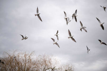 Seagull flying in the sky. Ring billed gull in flight