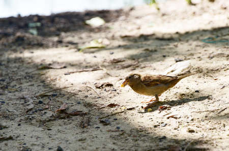 Sparrow on the leaves of bush in nature, note shallow depth of park.の写真素材