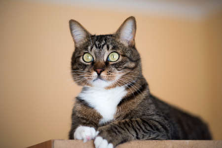 Cat portrait close up, only head crop, cat in light brown and cream looking with pleading stare at the viewer with space for advertising and text, cat head. Beautiful cat.の写真素材
