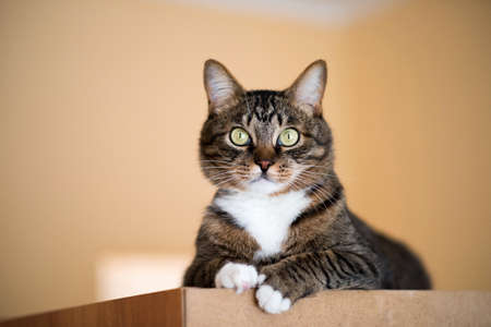 Cat portrait close up, only head crop, cat in light brown and cream looking with pleading stare at the viewer with space for advertising and text, cat head. Beautiful cat.の写真素材