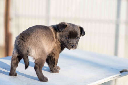 Very cute black puppies. Beautiful puppies. little puppies.の写真素材