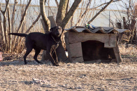 Very cute black puppies. Beautiful puppies. little puppies.の写真素材