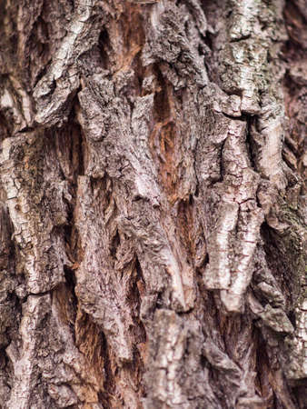 Bark Tree texture full frame in natureの写真素材