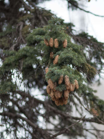 tree branch with needles and conesの写真素材