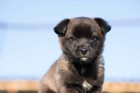 Very cute black puppies. Beautiful puppies. little puppies.の写真素材