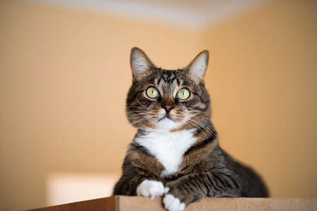 Cat portrait close up, only head crop, cat in light brown and cream looking with pleading stare at the viewer with space for advertising and text, cat head. Beautiful cat.の写真素材