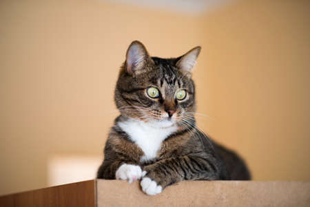 Cat portrait close up, only head crop, cat in light brown and cream looking with pleading stare at the viewer with space for advertising and text, cat head. Beautiful cat.の写真素材
